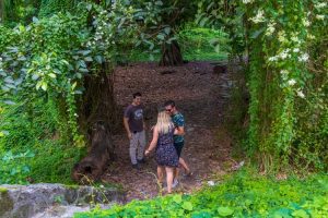 Havana's forest